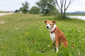 Beautiful mixed breed dog sitting in the field