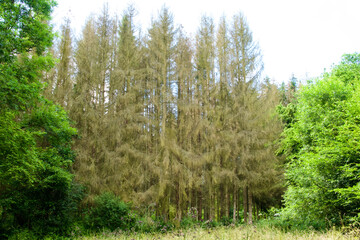 spruce trees attached by bark beetles