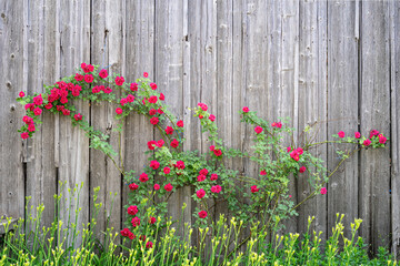 Roses on timber wall background. Old wood boards with climbing blooming red rose