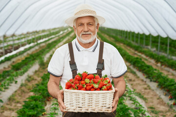 Happy aged man in uniform and hat standing on strawberry plantation with basket of sweet berries in hands. Experienced farmer smiling and looking at camera outdoors.