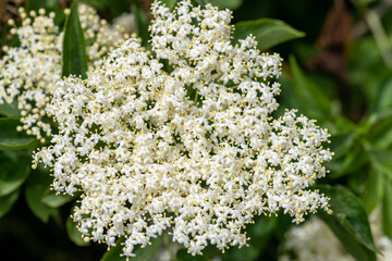 Close up of flowers on a black elder (sambucus nigra) plant