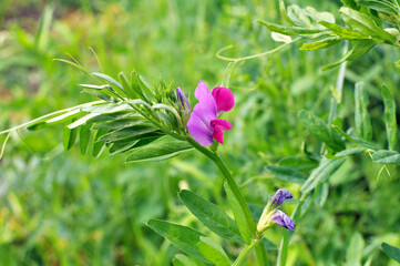 Vetch sowing (Vicia sativa) grows in the field
