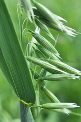 Obraz premium Spikelets of oats close up