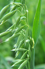 Spikelets of oats close up