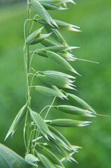 Spikelets of oats close up