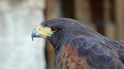 Detail of bird of prey goshawk skin