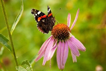 A beautiful butterfly on a flower. Close-up.