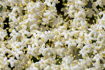 Close up of flowers on a black elder (sambucus nigra) plant