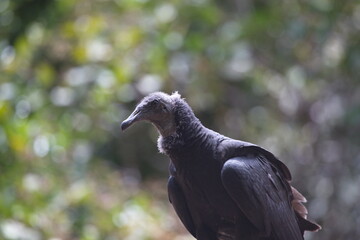 Closeup portrait side on of Black Vulture (Coragyps atratus) Pantanal, Brazil.