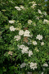 Close up of flowers on a black elder (sambucus nigra) plant