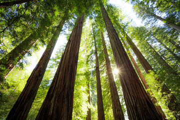 Fototapeta na wymiar Looking up in the Redwood Forest, Humboldt Redwoods State Park, California