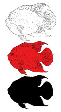 Vector set of aquarium red fish Texas cichlid. hand drawn aquarium fish in sketch style with black line and silhouette and red fish with texture dots and stripes isolated elements for design template 