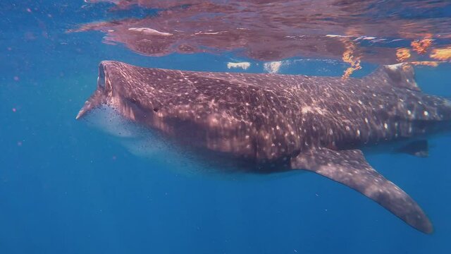 Tibur&oacute;n Ballena en el Caribe Mexicano 