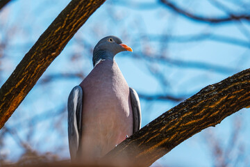 Proud looking pigeon sitting on a tree