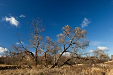 A big old tree, against the blue sky.