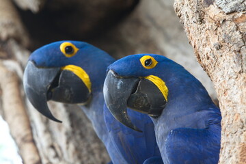 Closeup two blue Hyacinth macaws (Anodorhynchus hyacinthinus) nesting in tree hollow Pantanal,...