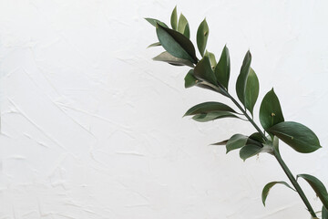 a green plant with leaves on a white background copy the space. indoor green flower. the concept of...