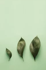 Fototapete Toilette three green leaves of a plant from small to large on a green background copy the space, vertical image.  the concept of growth, progress and development  © Асель Иржанова