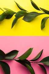 Fototapeta na wymiar branches with green leaves on a yellow and pink background copy the space. a green plant. the concept of health, nature
