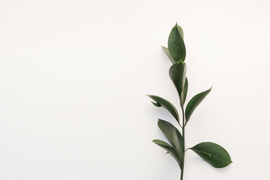 A Green Plant With Leaves On A White Background Copy The Space. Indoor Green Flower. The Concept Of Nature