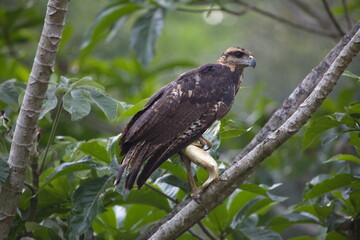 Closeup of Golden Eagle (Aquila chrysaetos) sitting in tree with fish in claws Pantanal, Brazil.