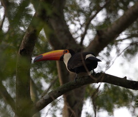 Closeup portrait of Toucan (Ramphastos toco) sitting in tree Pantanal, Brazil