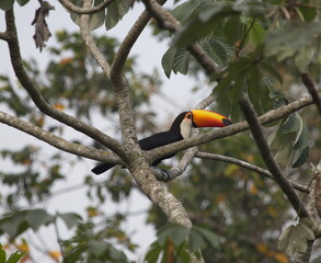 Closeup of Toucan (Ramphastos toco) perched in tree Pantanal, Brazil