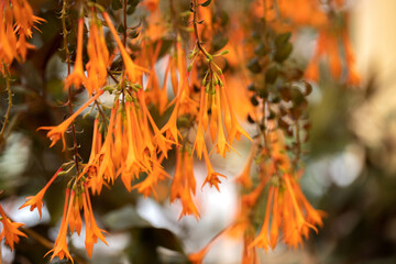 A lot of hanging Fuchsia hybrida buds.