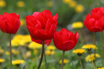 Red tulips on a background of yellow small flowers, March 8, International Women's Day,