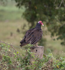 Closeup portrait of Turkey Vulture (Cathartes aura) sitting on log Pantanal, Brazil.