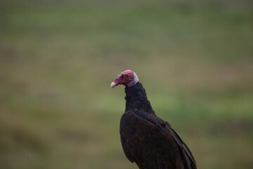 Closeup portrait of Turkey Vulture (Cathartes aura) Pantanal, Brazil.
