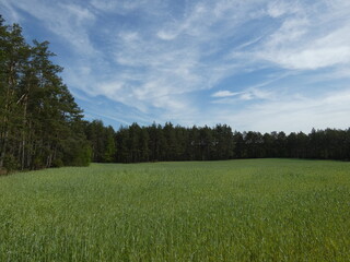 Rural landscape with green field and trees, Pomorskie province, Poland