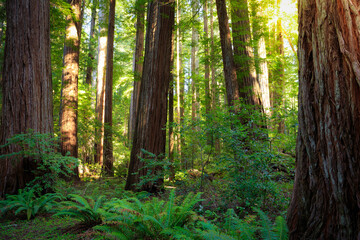 Obraz premium Sunset Views in the Redwood Forest, Humboldt Redwoods State Park, California