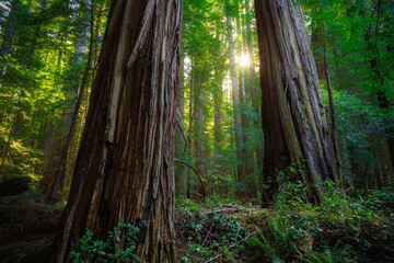 Sunset Views in the Redwood Forest, Humboldt Redwoods State Park, California