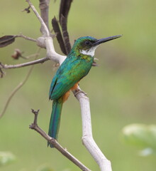 Closeup portrait of colorful Rufous-Tailed Jacamar  (Galbula ruficauda) Pantanal, Brazil.