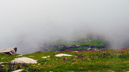 morning fog in the hill with flowers
