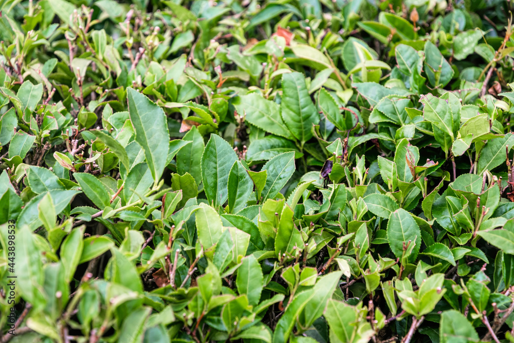 Wall mural Green tea laves and tea plantation