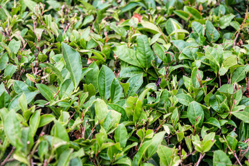 Obraz premium Green tea laves and tea plantation