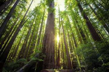 Looking up in the Redwood Forest, Humboldt Redwoods State Park, California