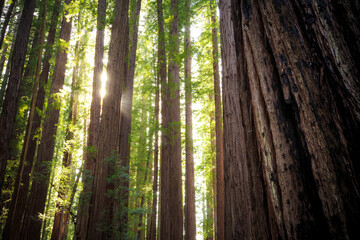 Sunset Views in the Redwood Forest, Humboldt Redwoods State Park, California
