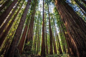 Obraz premium Looking up in the Redwood Forest, Humboldt Redwoods State Park, California