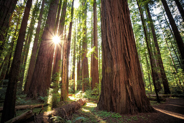 Sunset Views in the Redwood Forest, Humboldt Redwoods State Park, California - obrazy, fototapety, plakaty