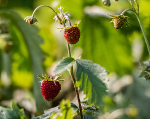 Strawberries grow in the forest Collect strawberries in the forest