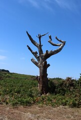 tree in the desert