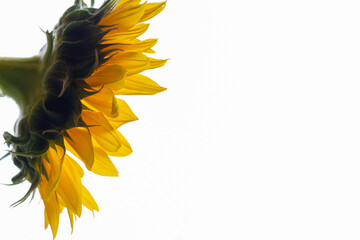 backlit sunflower from the side