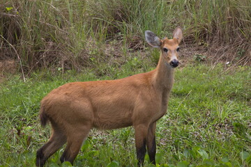 Side on portrait of Marsh Deer (Blastocerus dichotomus) looking back at camera Pantanal, Brazil.