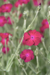 Beautiful red Atrosanguinea flower on a flower bed in the garden. Plant for ornamental gardening Coronaria coriacea.