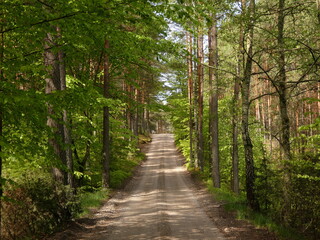 Forest road in mixed forest in late spring, Wdzydze Landscape Park, Pomeranian Province, Poland