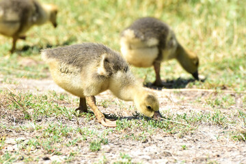 Two small geese eating  grass ,rural wildlife photo