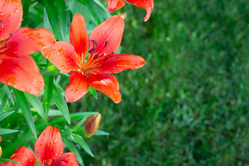 red lily in the garden